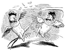 Hahnenkampf sw 07.jpg